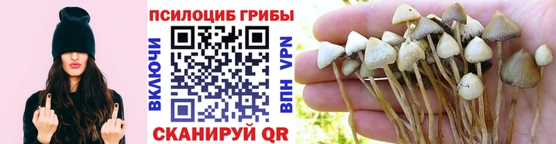 Псилоцибиновые грибы мухоморы Суздаль